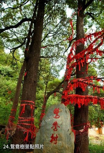 大理祥雲水目山文化旅遊區-鴛鴦樹照片