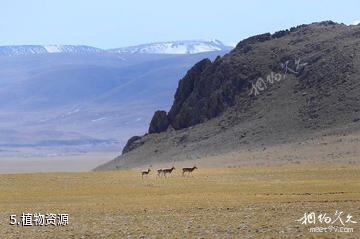 西藏羌塘国家级自然保护区-植物资源照片