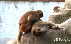 芜湖赭山旅游攻略之动物园