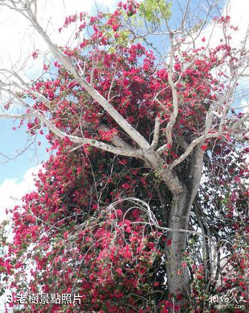 墨西哥科蘇梅爾島-老樹照片