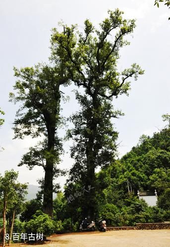 浙江长濂文化村-百年古树照片