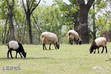 南通森林野生动物园-高原荒漠照片