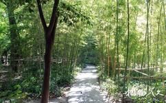 上海和平公园旅游攻略之植物