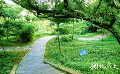 珠海炮台山公园旅游攻略之绿化