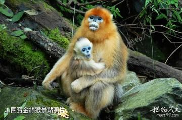 臨沂動植物園-國寶金絲猴照片