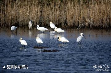 上海崇明東灘鳥類國家級自然保護區-琵鷺照片