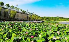 墊江三合湖濕地公園旅遊攻略之九曲塘荷