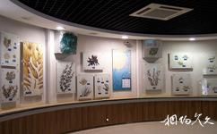 青島水族館旅遊攻略之海洋植物
