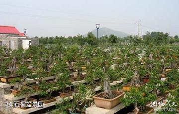 安徽禾泉农庄-石榴盆景园照片
