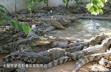 三亞龍虎園-鱷魚繁殖馴養區照片