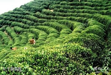 汉中午子山风景区-千亩茶园照片