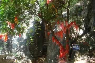 广西六峰山景区-姻缘树照片