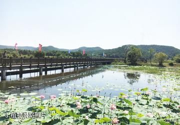 敦化大石頭亞光湖國家濕地公園-植物照片