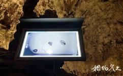 斯洛文尼亚波斯托伊纳岩洞旅游攻略之火蜥蜴