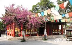 西安廣仁寺旅遊攻略之五大奇樹