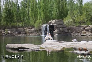 呼和浩特大青山野生動物園-動物照片