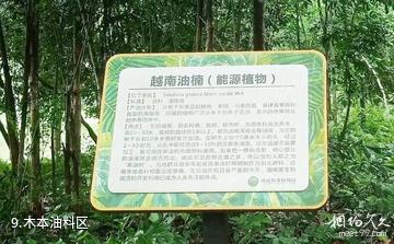 儋州海南热带植物园-木本油料区照片