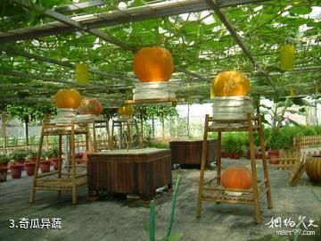 上海都市菜园-奇瓜异蔬照片