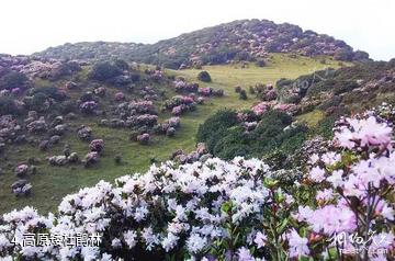 贵州乌蒙大草原-高原矮杜鹃林照片