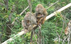 杭州臨安太湖源旅遊攻略之野猴
