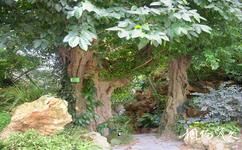 中科院华南植物园旅游攻略之连理树