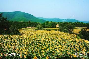 铜川金锁关石林景区-千亩太阳花照片