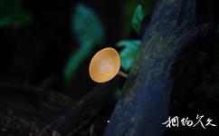 馬來西亞姆祿國家公園旅遊攻略之橘黃刺杯菌