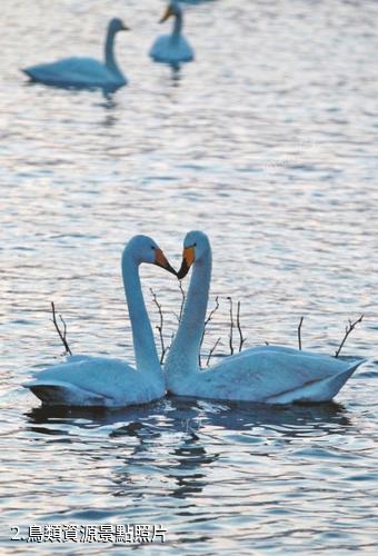 河南黃河濕地國家級自然保護區-鳥類資源照片