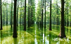武漢漲渡湖濕地公園旅遊攻略之水上森林