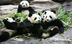 广州长隆野生动物世界旅游攻略之步行游览区