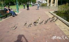 开普敦街心花园旅游攻略之南非鸭子