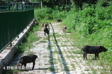 北方森林動物園-野豬林照片