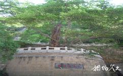 盂縣藏山旅遊攻略之古樹含珠