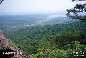 哈爾濱鏵子山森林公園-森林照片