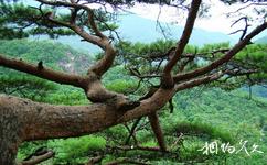 五女峰国家级森林公园旅游攻略之长寿台