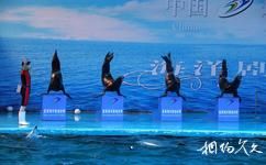 烟台蓬莱海洋极地世界旅游攻略之海豚海狮表演馆