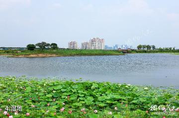 哈尔滨金河湾湿地植物园-湿地照片