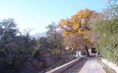 北京凤凰岭自然风景公园旅游攻略之古银杏树