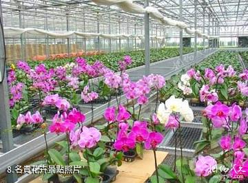 津南國家農業科技園-名貴花卉照片