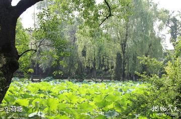成都宝光桂湖文化旅游区-荷塘照片