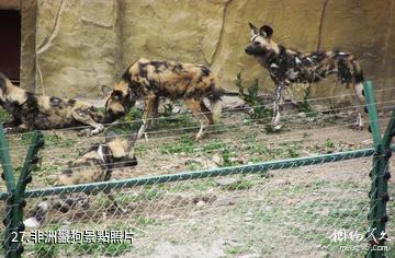新疆天山野生動物園-非洲鬣狗照片