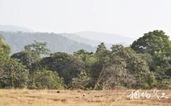 幾內亞寧巴山自然保護區旅遊攻略之植物