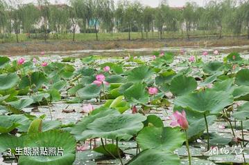 天津名洋湖都市莊園-生態照片