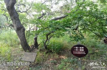 唐山灣國際旅遊島-菩提樹照片