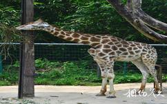 福州动物园旅游攻略之长颈鹿