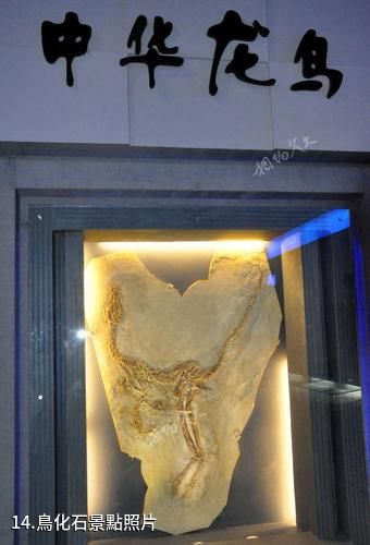 遼寧朝陽鳥化石國家地質公園-鳥化石照片
