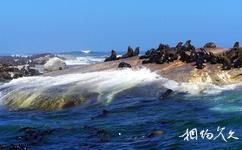 南非海豹島旅遊攻略之海豹島