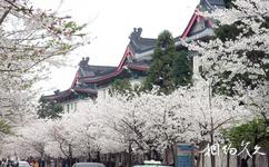 南京古雞鳴寺旅遊攻略之櫻花