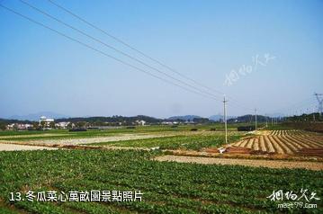 廣州增城小樓人家景區-冬瓜菜心萬畝園照片