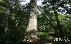 海南吊罗山国家森林公园旅游攻略之巨树古木